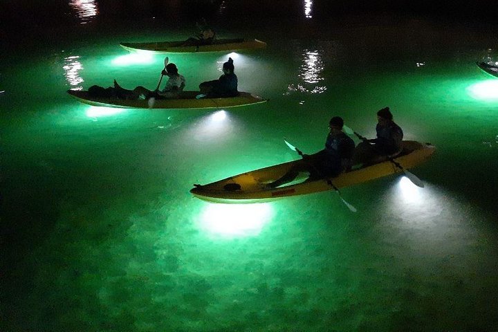 Sharkeys fisk med glasbotten matar LED Night Tour St. Pete Beach