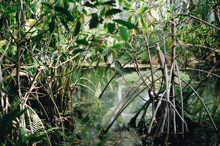 Pichavaram Mangrove e Nataraja Temple Chidambaram da Pondicherry con pranzo