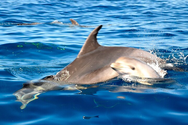 Privat yachtudflugt fra Puerto Colon 3 timer