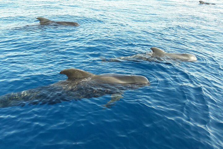 Privat yachtudflugt fra Puerto Colon 3 timer