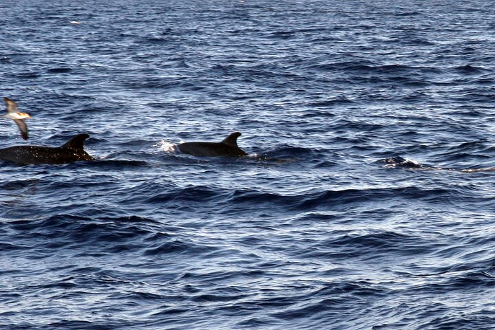 Privat yachtudflugt fra Puerto Colon 3 timer