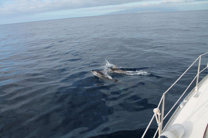 Privat yachtudflugt fra Puerto Colon 3 timer