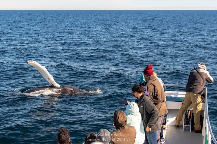 Valskådningsresor till Stellwagen Bank Marine Sanctuary. Garanterad syn!