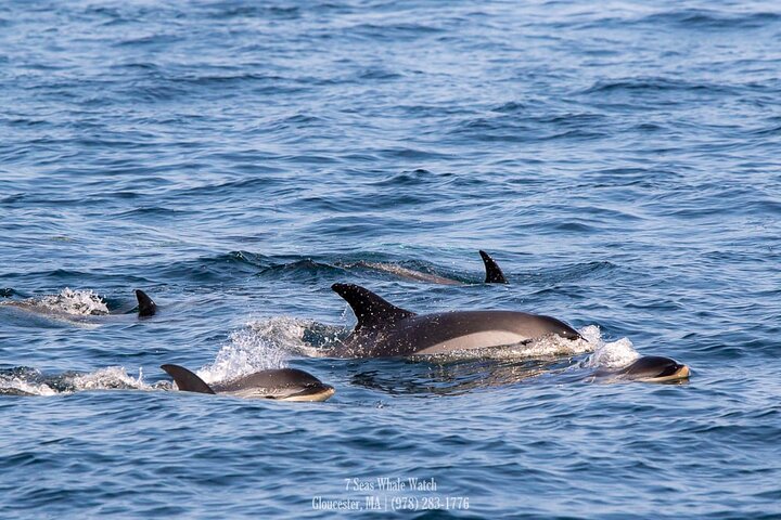 Valskådningsresor till Stellwagen Bank Marine Sanctuary. Garanterad syn!