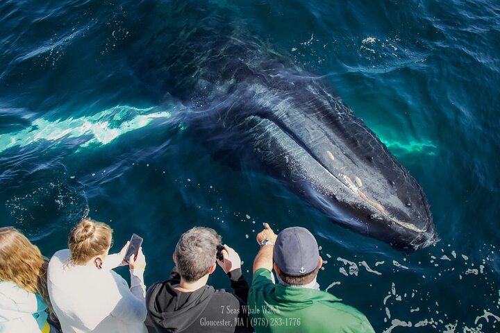 Valskådningsresor till Stellwagen Bank Marine Sanctuary. Garanterad syn!