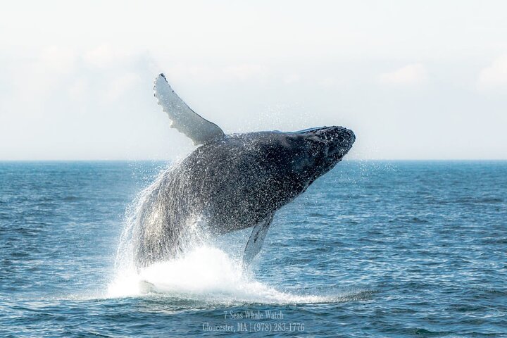 Valskådningsresor till Stellwagen Bank Marine Sanctuary. Garanterad syn!