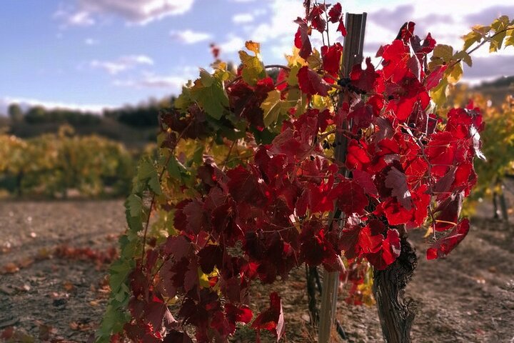 Tour privato di vino e olio nella regione del vino Priorat