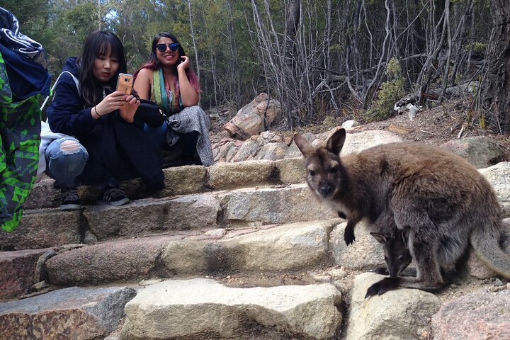 Launceston : Wineglass Bay & Freycinet Explorer Gita di un giorno