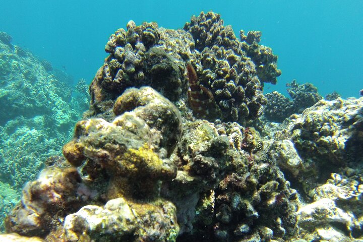 Big Island : Capitaine Cook Snorkel sur un catamaran à moteur avec déjeuner