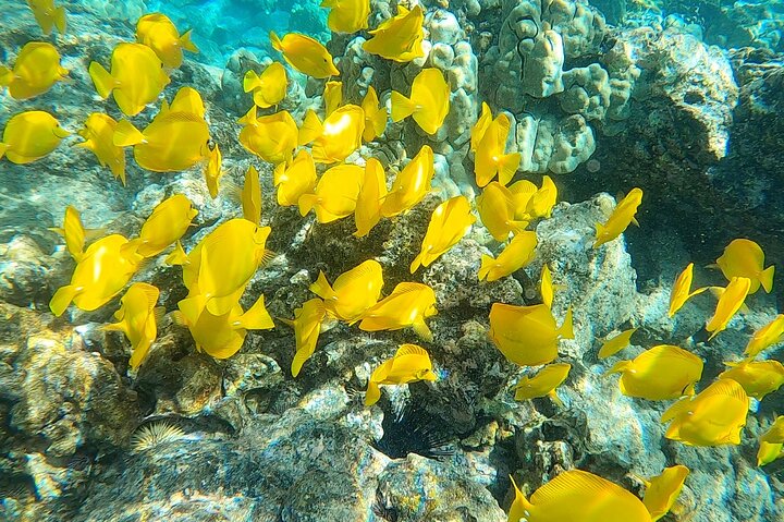 Big Island : Capitaine Cook Snorkel sur un catamaran à moteur avec déjeuner