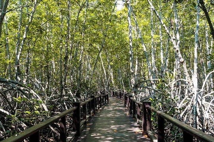 Randonnée dans la forêt de mangrove et promenade en bateau sur la rivière avec un guide privé de Hua Hin