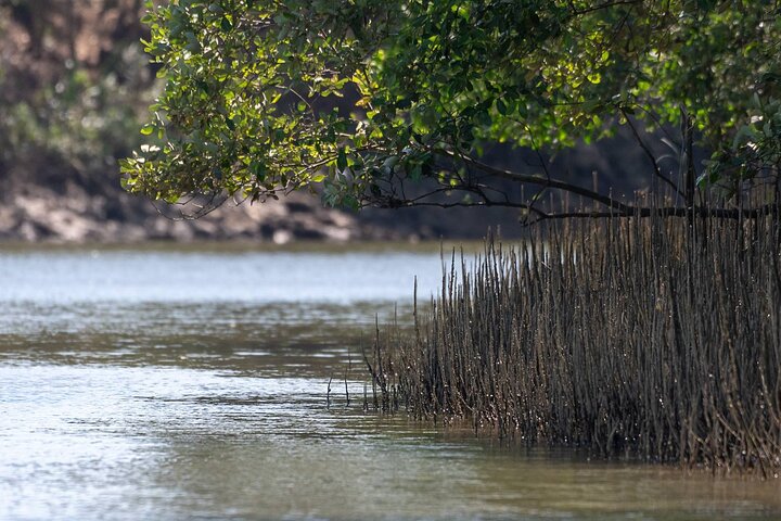 Randonnée dans la forêt de mangrove et promenade en bateau sur la rivière avec un guide privé de Hua Hin
