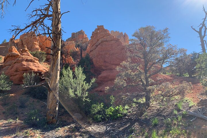 Ruby's Horseback Adventures Utah Halve dagrit