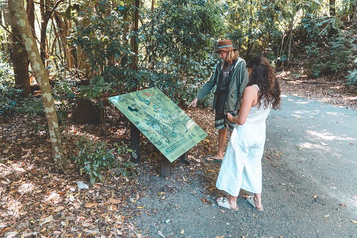 Springbrook andTamborine Rainforest Tour con ponte naturale e grotta dei vermi incandescenti