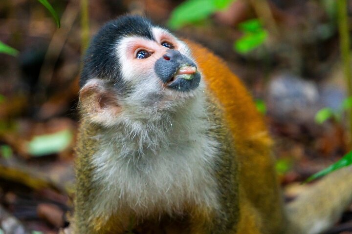 4-dages familietur med besøg på øen Cano og Corcovado