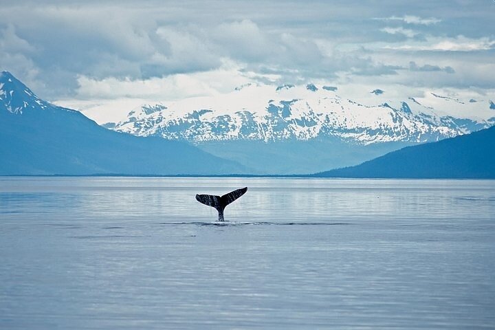 Observación de ballenas en la vida silvestre de Juneau y Glaciar Mendenhall