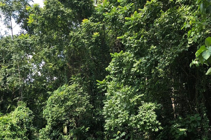Recorrido por la naturaleza de Srimangal en el bosque y el jardín de té.