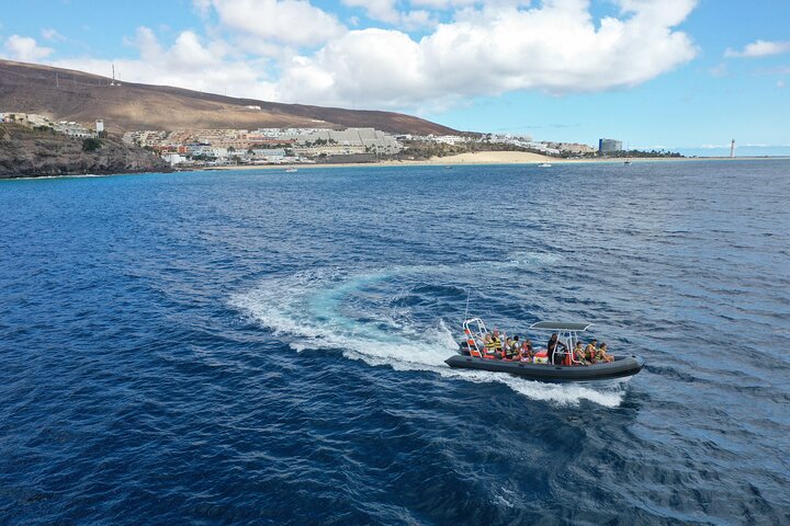 2 uur durende excursie dolfijnen en walvissen spotten + snorkelen