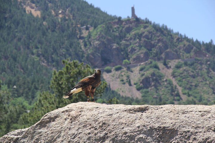 Colorado Springs Praktischer Falknerei-Kurs und -Demonstration