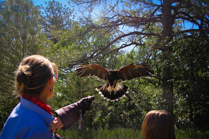 Colorado Springs Praktischer Falknerei-Kurs und -Demonstration