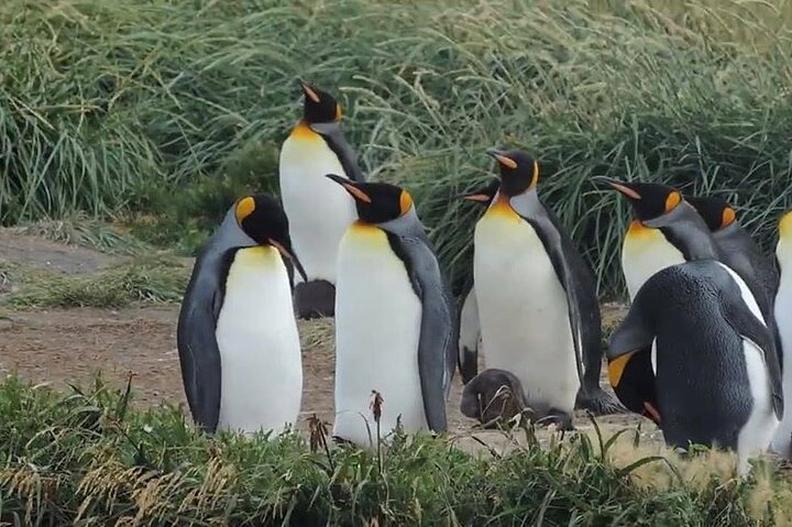 Torres del Paine en Tierra del Fuego (koning penguis)