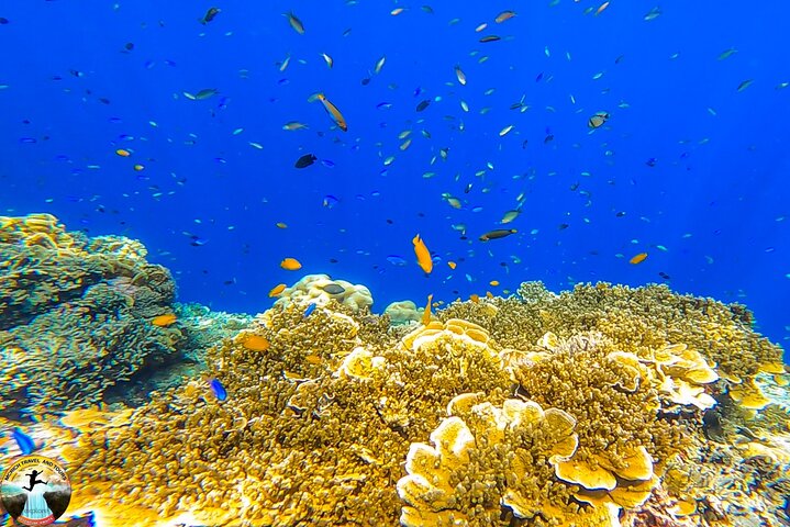 Hoteller i nærheden af Moalboal Sardine Run & Sea Turtle Snorkeling Tour