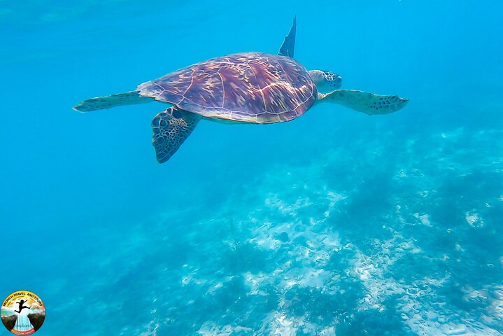 Hoteller i nærheden af Moalboal Sardine Run & Sea Turtle Snorkeling Tour