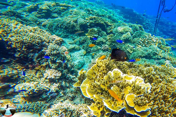 Hoteller i nærheden af Moalboal Sardine Run & Sea Turtle Snorkeling Tour