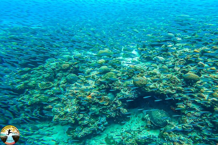 Hoteller i nærheden af Moalboal Sardine Run & Sea Turtle Snorkeling Tour