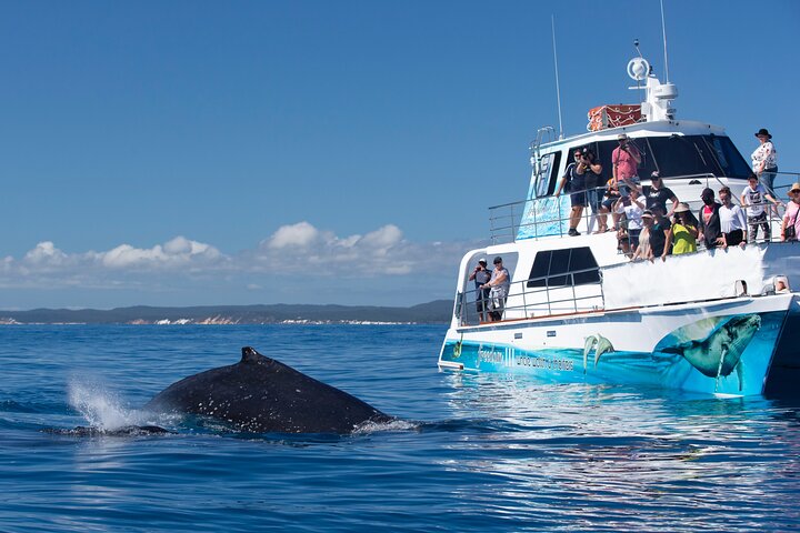 Hoteller i nærheden af Freedom Whale Watch Cruise - Hervey Bay