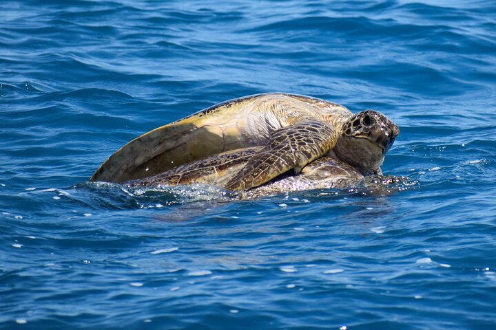 Hoteller i nærheden af Freedom Whale Watch Cruise - Hervey Bay