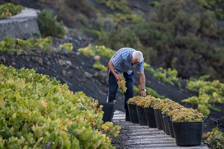 Besök Bodegas Teneguía vingård i La Palma med vinprovning