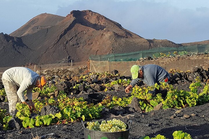 Besök Bodegas Teneguía vingård i La Palma med vinprovning