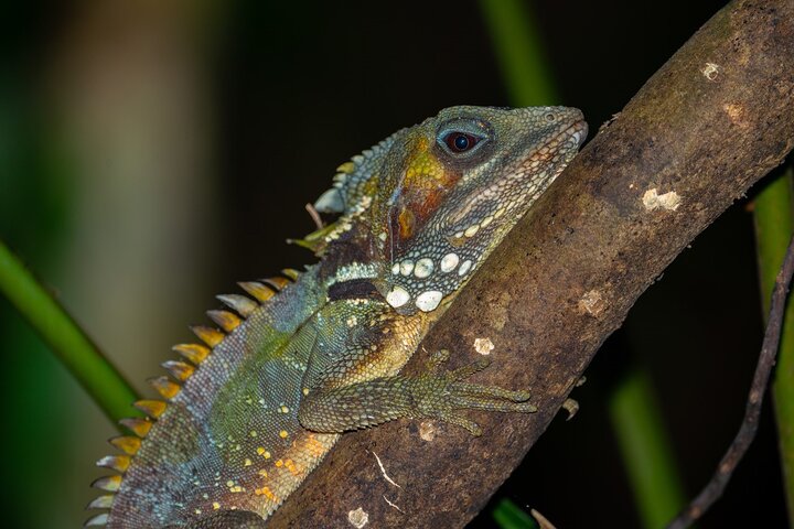 Familienachtwandeling door tropisch regenwoud in Daintree
