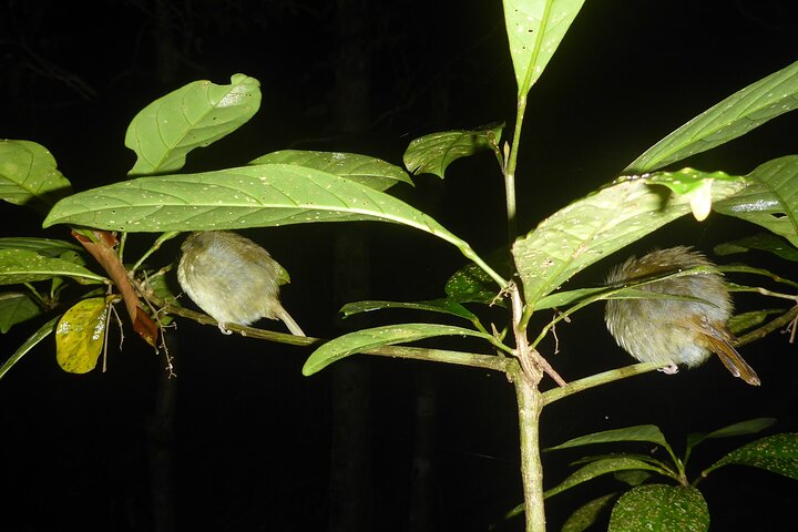 Familienachtwandeling door tropisch regenwoud in Daintree