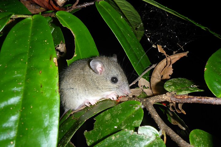 Familienachtwandeling door tropisch regenwoud in Daintree