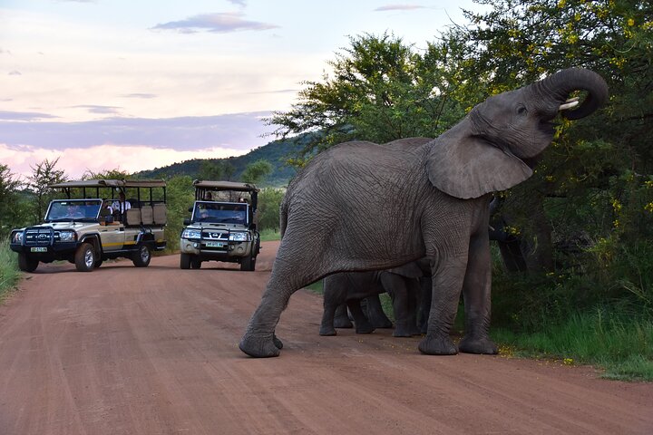 Unità di gioco privata di 3 ore del Parco nazionale di Pilanesberg