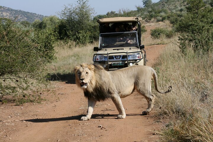 Unità di gioco privata di 3 ore del Parco nazionale di Pilanesberg