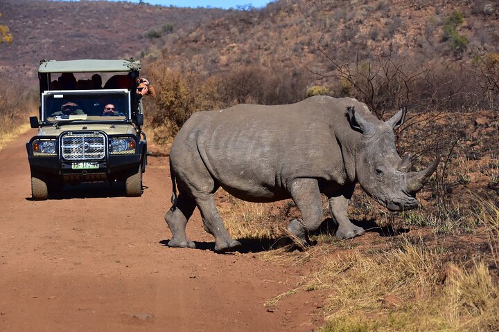 Unità di gioco privata di 3 ore del Parco nazionale di Pilanesberg