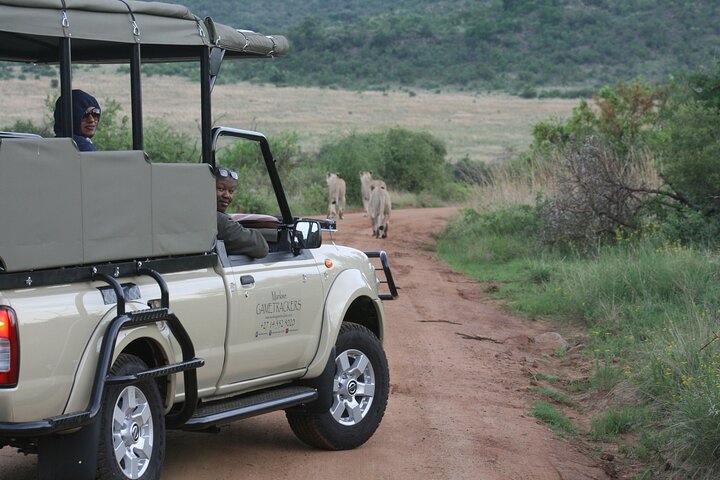 Unità di gioco privata di 3 ore del Parco nazionale di Pilanesberg