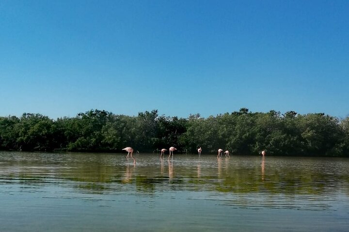 Esperienza in kayak nelle mangrovie dell'isola di Holbox