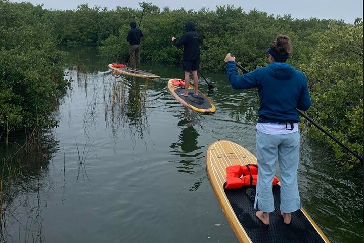 Tour avventuroso in SUP con delfini, lamantini e tartarughe marine di Sant'Agostino