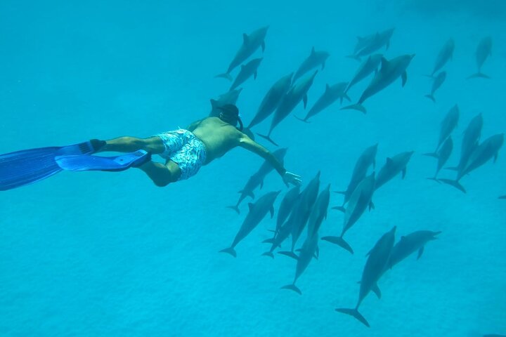 Gita di snorkeling alla Sataya Dolphin House - Marsa Alam