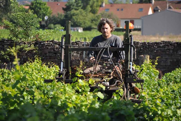 Excursão de dia inteiro para grupos pequenos de Côte de Nuits, Côte de Beaune vinhas e Beaune bairro histórico