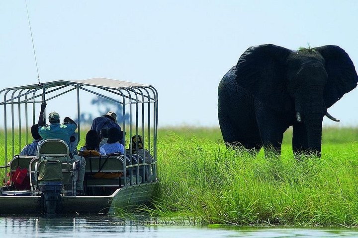 Chobe River Game Cruise – Wildlife & Birdwatching Experience