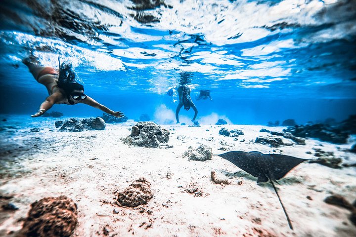 Cook Islands Turtle and Ray Tour