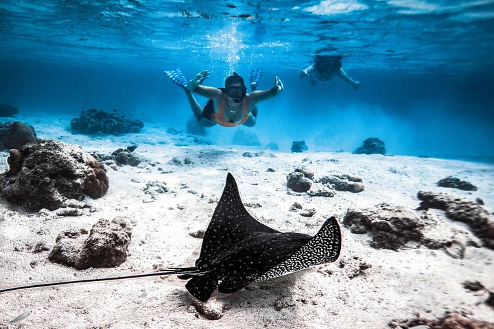 Cook Islands Turtle and Ray Tour