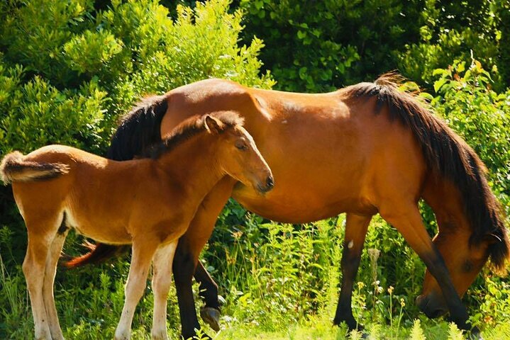 Tour de caballos salvajes de 2 horas en Outer Banks en camión 4WD