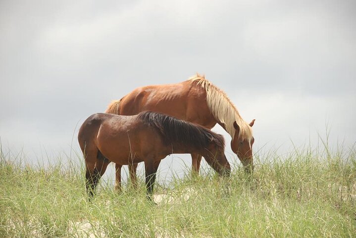 Tour de caballos salvajes de 2 horas en Outer Banks en camión 4WD