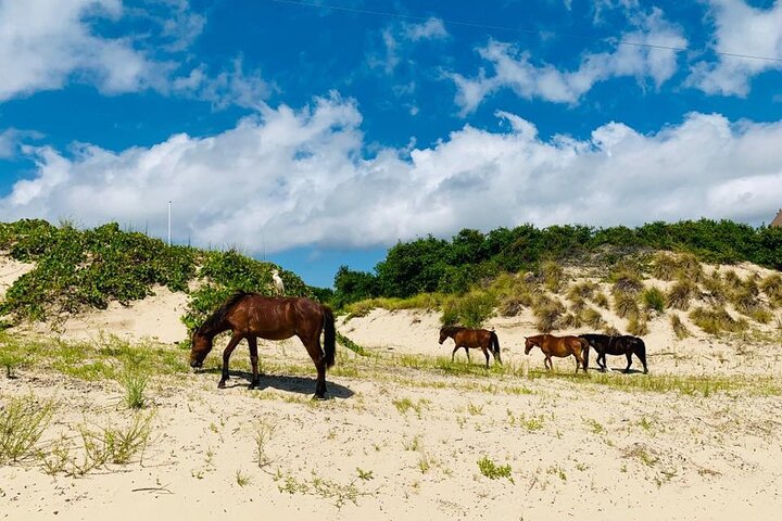 Tour de caballos salvajes de 2 horas en Outer Banks en camión 4WD